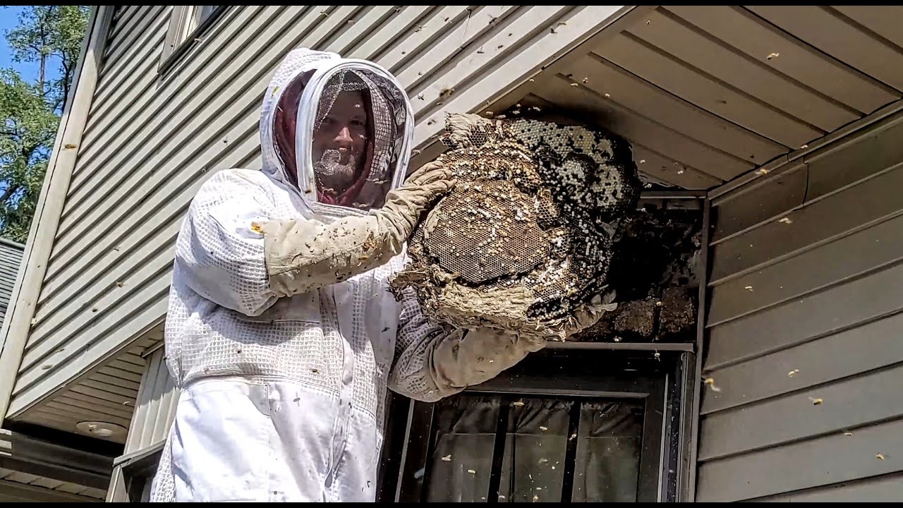 Why Bees Return to Old Nesting Sites and How to Prevent It