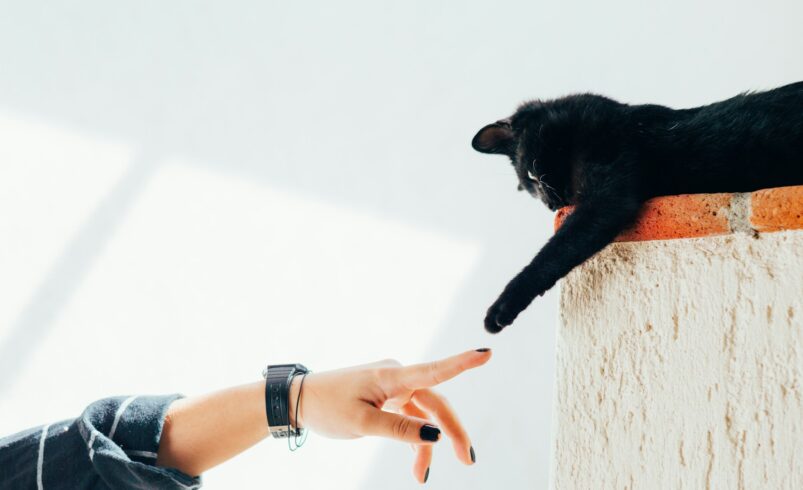 Purrfect Beginnings: Cat Care Tips for New Owners