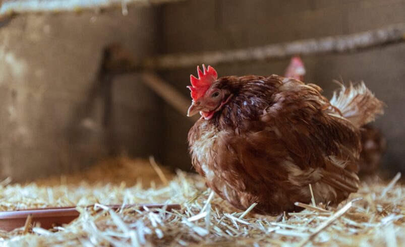 Empty Nest Problems? 7 Reasons Your Chickens Aren’t Laying Eggs (And How to Fix It)