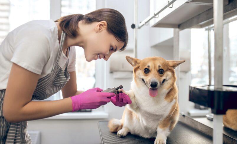 5 Common Dog Grooming Mistakes and How to Avoid Them