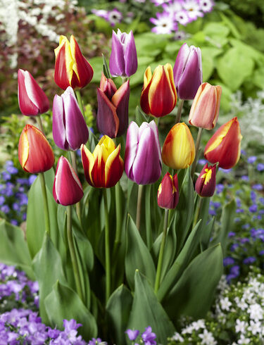 Same Day Flowers Delivery in Dubai That Actually Gets You Out of Trouble – The Flower Love