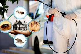 termite-control-services-in-Lahore1