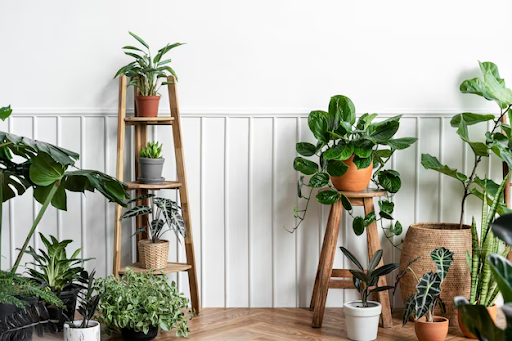 Indoor Plants: The Ultimate Guide to the Best Plants for Your Home