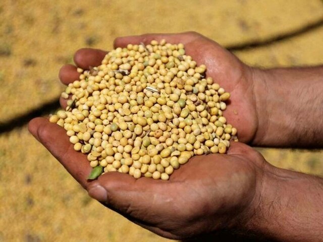 soybean meal buy local